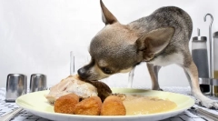 Co a jak krmit teriér, dietní štěně a dospělého psa